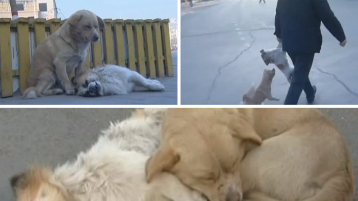 Man fann hunden som vägrade lämna sin kompis sida, mitt på en bilväg. 